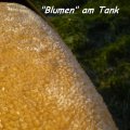 3_Blumen-am-Tank